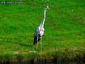 Heron-cendre-20120823132302.jpg