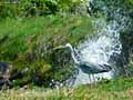 Heron-cendre-20120823132637.jpg