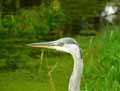 Heron-cendre-20120823134316.jpg