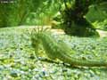 Hippocampe,-cheval-de-mer-20120822225426.jpg