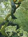 Hippocampes,-chevaux-de-mer-20120822225414.jpg