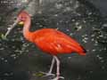 Ibis-rouge-20120823133528.jpg