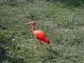 Ibis-rouge-20120823152147.jpg