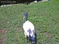 Ibis-sacre-20120823151510.jpg