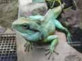 Iguane-20120823013024.jpg