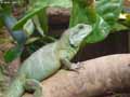Iguane-20120823013028.jpg