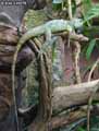 Iguane-20120823013032.jpg