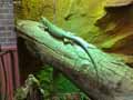 Iguane-20120823013051.jpg