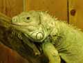 Iguane-20120823013331.jpg
