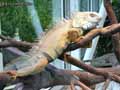 Iguane-20120823014121.jpg