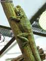 Iguane-20120823014223.jpg