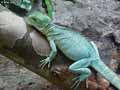 Iguane-20120823014232.jpg