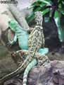 Iguane-20120823014239.jpg