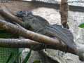 Iguane-20120823014457.jpg