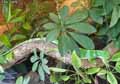 Iguane-20120823014536.jpg