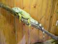 Iguane-20120823014620.jpg