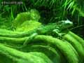 Iguane-20120823014709.jpg