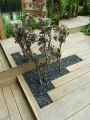Jardin-d-aeoniums-20131026131011.jpg