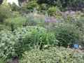 Jardin-de-vivaces-a-Vincennes-20130709131659.jpg