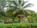 Jardin-tropical-20131020225950.jpg