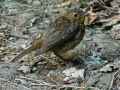 Jeune-rouge-gorge-20120916175404.jpg