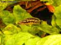 Julidochromis-20120822222908.jpg