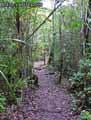 Jungle-malgache-20120822173009.jpg