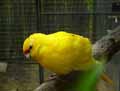 Kakariki-a-front-jaune-20120823142557.jpg