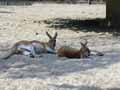 Kangourous-20120823000409.jpg