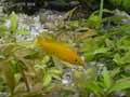 Lamprologus-leleupi-20120822222803.jpg