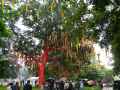 Landart,-arbre-recouvert-de-fanions-20120822180757.jpg