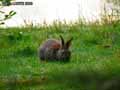 Lapin-20120822231939.jpg