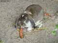 Lapin-20120822232319.jpg