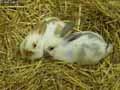 Lapins-20120822232241.jpg