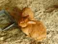 Lapins-20120822235203.jpg