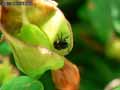 Larve-de-coccinelle-20141124163926.jpg