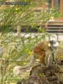 Lemur-maki-macaco-20120822235744.jpg