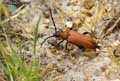 Lepture-rouge-20141124181557.jpg