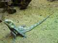 Lezard-a-collerette-20120823014810.jpg
