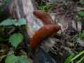 Limaces-rouges-20131020191546.jpg