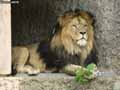 Lion-20120822234414.jpg
