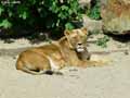 Lionnes-20120822234422.jpg