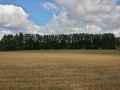 Lisiere-de-peupliers-20131020185825.jpg