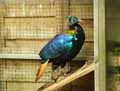 Lophophore-20120823145742.jpg