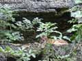 Lynx-20120823002347.jpg