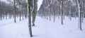 Mail-de-tilleuls-enneige-20131020214957.jpg