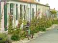 Maisons-et-roses-tremieres-a-l-Ile-d-Aix-20120822165434.jpg