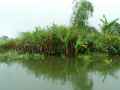 Mangrove-20131020230018.jpg