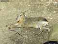 Mara-20120822232742.jpg