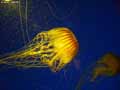 Meduse-20120822212831.jpg